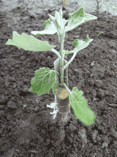 Biodegradable Greenhouse Clip - Secure Plant Support