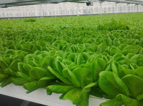 Ready-to-go greenhouse solutions